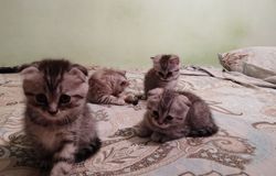 Продам: Котята  в Орле - объявление №158763