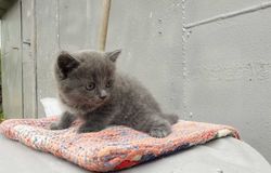 Подарю: Кошка с котятами в Рязани - объявление №159332