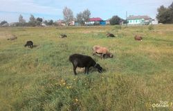 Продам: овцы на племя в Таловае - объявление №159508