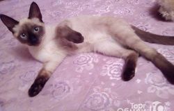 Подарю: Отдам кота в добрые руки в Воронеже - объявление №159916