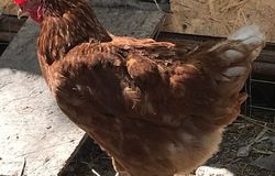 Продам: Замечательные домашние куриные яйца в Симферополе - объявление №159927