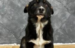 Собака щенок девочка 4 месяца в Барнауле - объявление №1599990