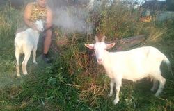 Продам: Продам двух коз красавиц. в Хабаровске - объявление №161700