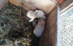 Продам: Кролики в Черкесске - объявление №161886