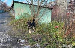 Собака бесплатно в Мурманске - объявление №1620989