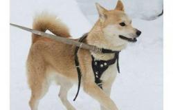 Собака стерилизована 1 год метис Лайка в Новосибирске - объявление №1630378