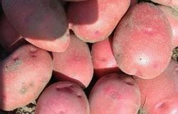 Продам: Красный картофель  в Томске - объявление №163437