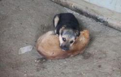 Маленькая собака в Саратове - объявление №1634685