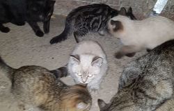 Подарю: Котята ищут свой дом в Воронеже - объявление №164850