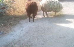 Продам: Продам двух овец 4-х летки в Таганроге - объявление №165464