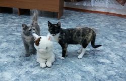 Подарю: Котята в дар в Орле - объявление №165818