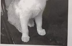 Подарю: Найди котенок в Туле - объявление №1662781
