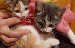 Продам: Волгоградские кошки —Цирилла и Бастед в Волгограде - объявление №166417