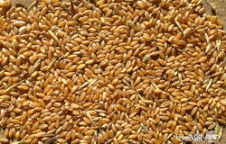Продам: Реализуем Пшеницу 3, 4, 5 класса, качество ГОСТ. в Казани - объявление №166761