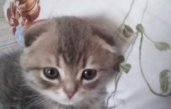 Подарю: Котёнок  в Кирове - объявление №1673705