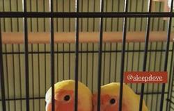 Продам: Продадим попугаев срочно! в Воронеже - объявление №169396