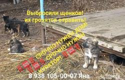 Щенки в Ростове-на-Дону - объявление №1699264
