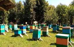 Продам: Башкирский мёд в Уфе - объявление №173295