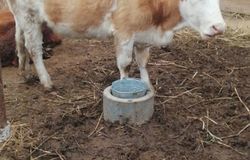 Продам: Коровы бычки телочки в Астрахани - объявление №175682