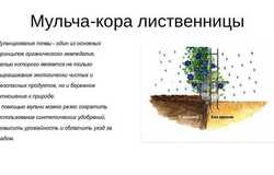 Продам: Кора лиственницы (мульча) в Иваново - объявление №176241