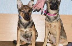 Собаки бесплатно в добрые руки щенки в Петропавловске-Камчатском - объявление №1778409
