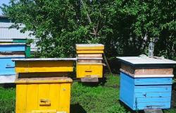 Продам: Продаю ульи с пчелами в Азнакаево - объявление №1784415