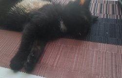 Подарю: Котенок в Сыктывкаре - объявление №179490