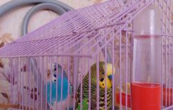Продам: Продам два попугая волнистика вместе с клеткой и кормушки поильник в подарок в Братске - объявление №1796335