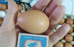Продам: Домашние куриные яйца в Курске - объявление №180727