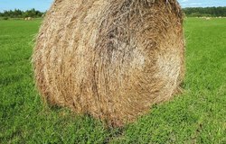 Продам: Продам сено в тюках 2020 года в Русском Камешкире - объявление №182988