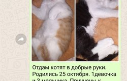 Подарю: Отдам котят в Петропавловске-Камчатском - объявление №183466