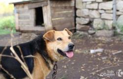 Собака в Лениногорске - объявление №1842679