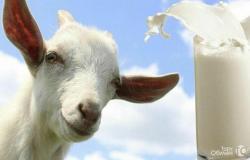 Продам: козье молоко  в Кингисеппе - объявление №1843045