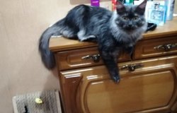 Ищу: Ищем кошечку, мейн-кун для вязки. Кузьма Мекаэльевич ищет спутницу жизни, для продолжения рода. Нам 1 годик, не развязан.. Прививки в порядке, без родословной.. в Белгороде - объявление №184390