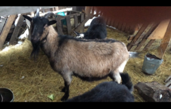 Продам: Продам козу молочной породы в Омске - объявление №185406