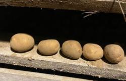 Продам: Картофель  в Димитровграде - объявление №185695
