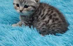 Продам: котята шотландской породы в Казани - объявление №186029