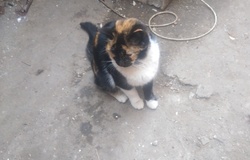 Подарю: Котята ищут дом  в Астрахани - объявление №186106