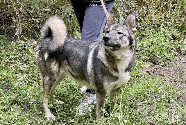 Купить Щенка Лайки В Воронежской Области