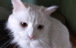 Подарю: Подарю белую кошку ангорка в Челябинске - объявление №188571