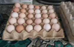 Продам: Куриные яйца в Урюпинске - объявление №189971