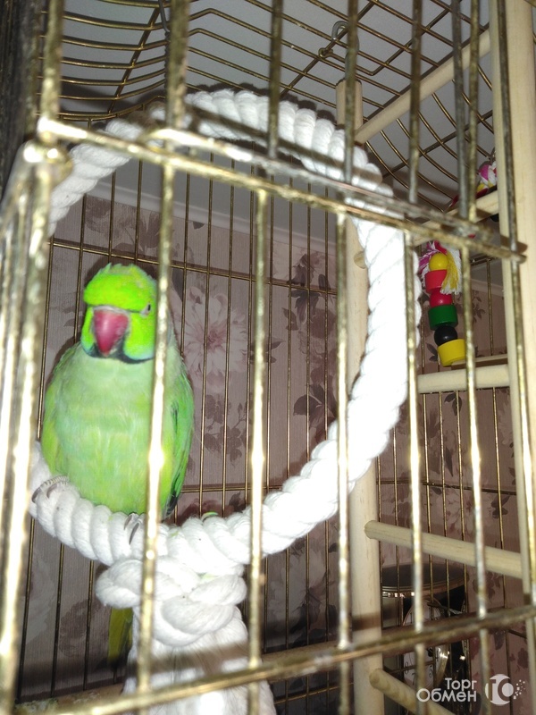 Продаётся ожереловый попугай - Фото 1