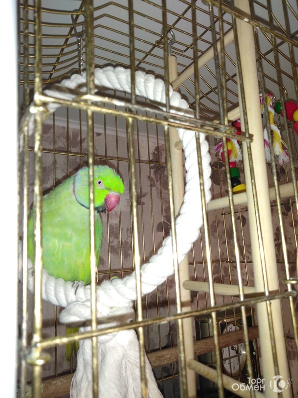 Продаётся ожереловый попугай - Фото 2