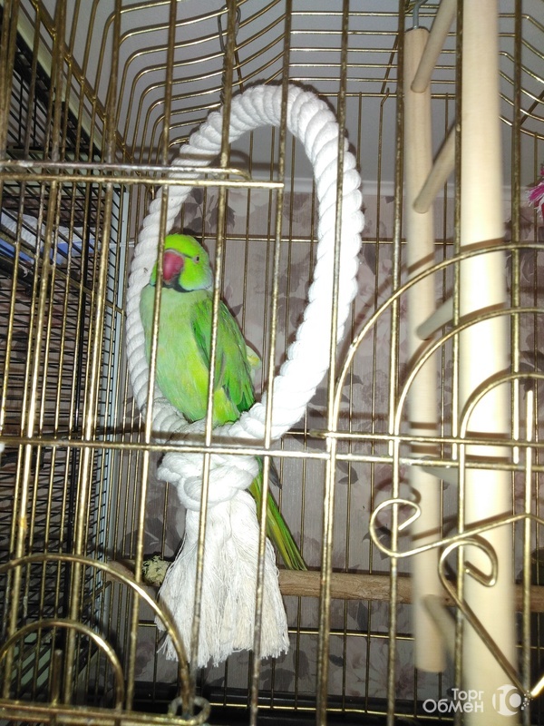 Продаётся ожереловый попугай - Фото 3