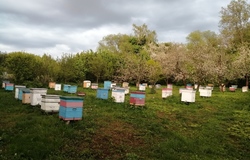 Продам: Пчелы в Туле - объявление №191336
