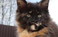 Продам: Котята Мейн - Кун в Пскове - объявление №197824