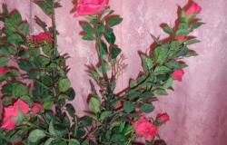 Искусственные розы в Томске - объявление №2008937