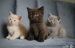 Продам: Британские котята в Краснодаре - объявление №201981