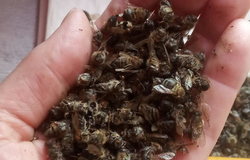 Продам: Подмор пчелиный в Голицыно - объявление №203798