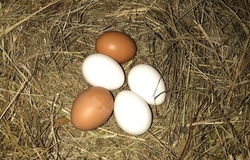 Продам: Домашние куриные яйца  в Одинцово - объявление №203905